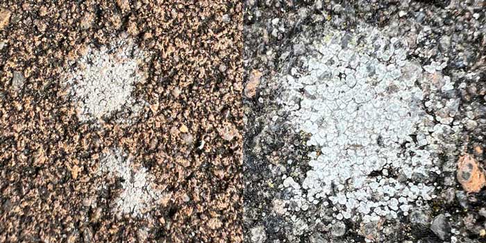 Foto Nahaufnahme und Ultra-Nahaufnahme der Flechten
