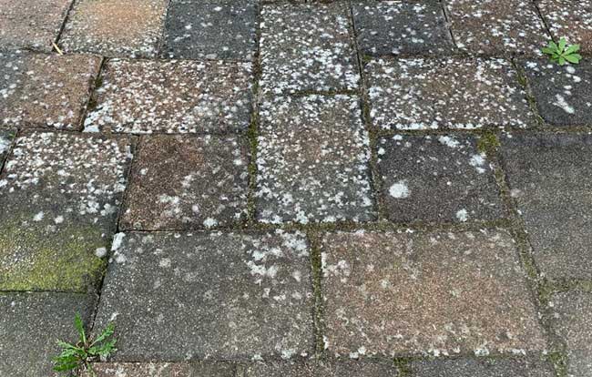 Foto eines Luckauer Altstadtpflaster mit weißen und hellgrauen Flecken